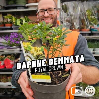 Daphne Gemmata, Dafne Odorosa 'Royal Crown' - vaso Ø 17cm