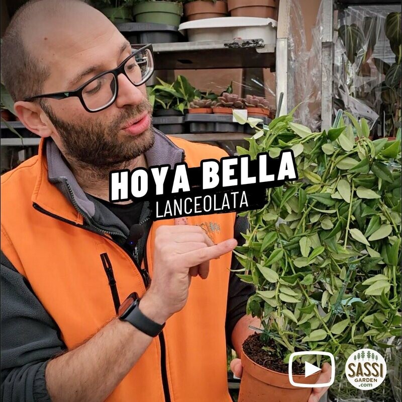 Hoya Bella Lanceolata, Fiore di Cera - spalliera vaso Ø12 cm