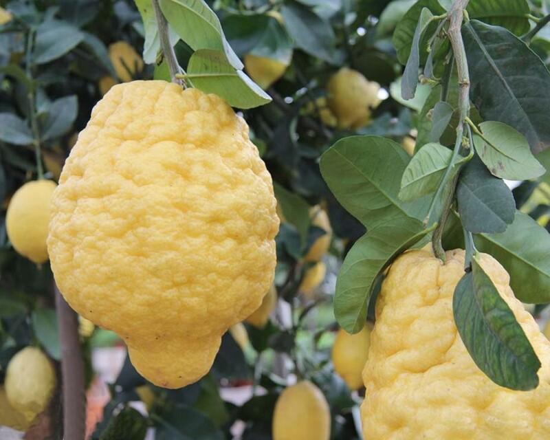 Cedro, Citrus medica, alberello - vaso Ø21 cm