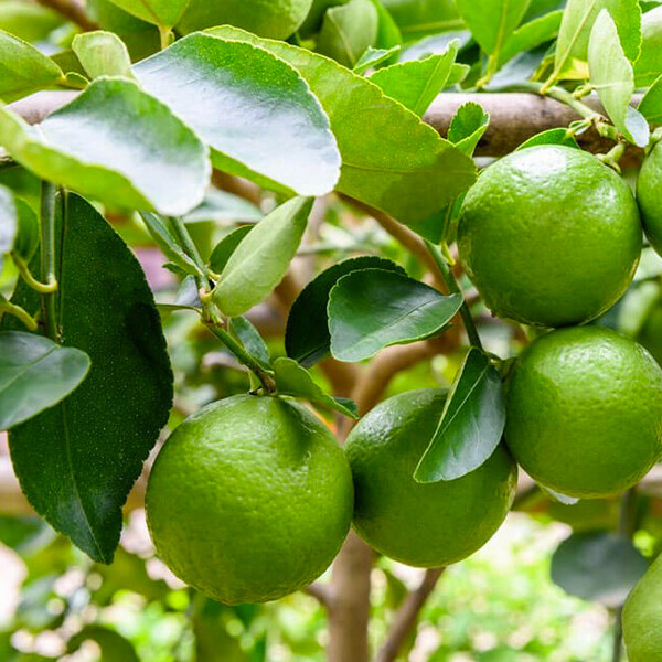 Citrus aurantiifolia, Lime Limetta verde - vaso Ø21 cm