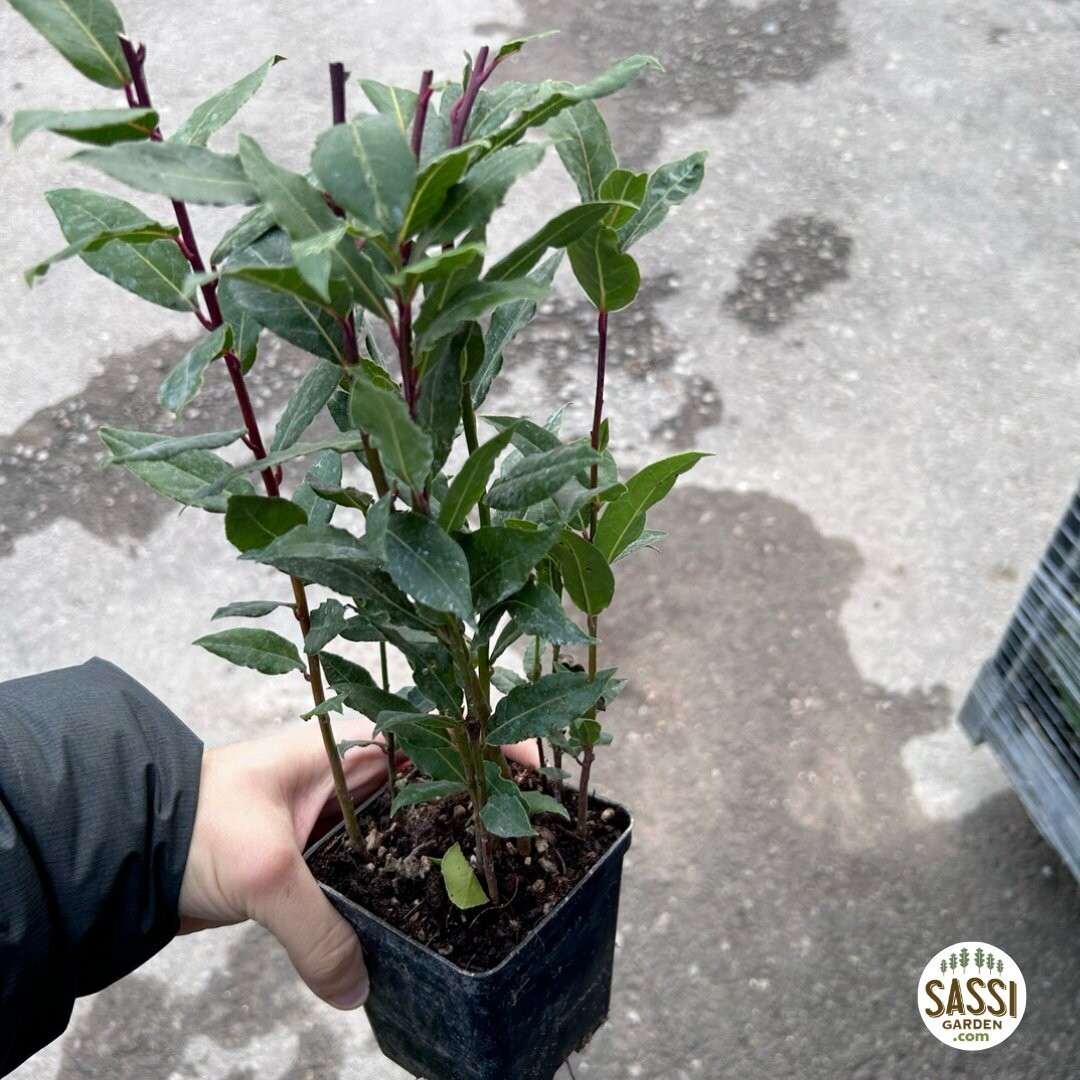 Laurus Nobilis, Alloro - vaso Ø10 cm