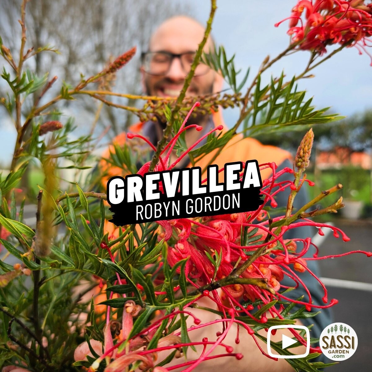Grevillea &#39;Robyn Gordon&#39; - vaso Ø20 cm