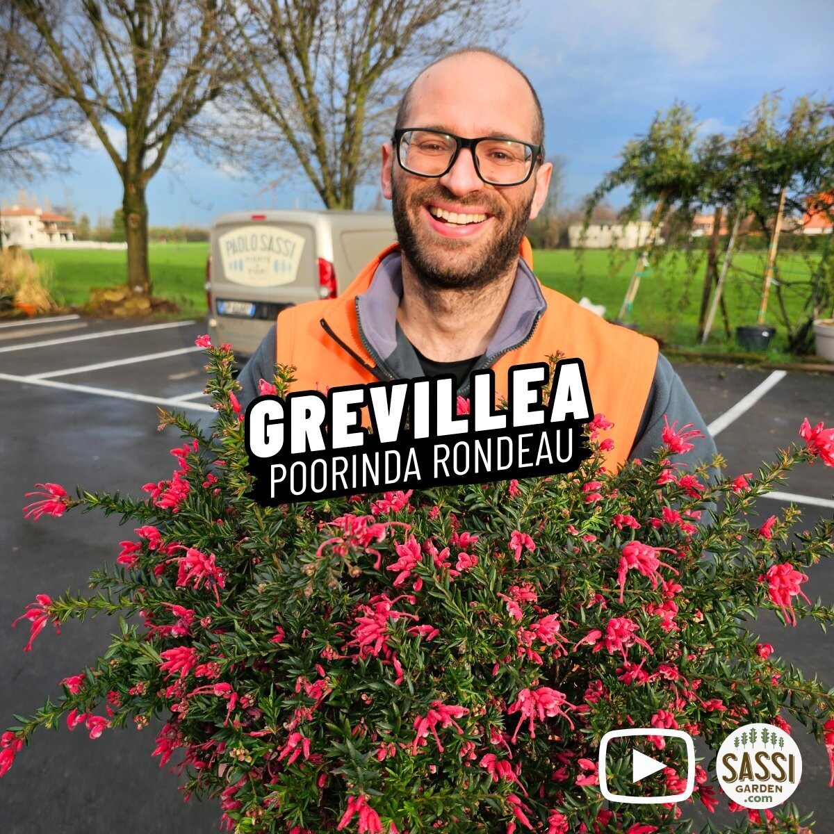 Grevillea &#39;Poorinda Rondeau&#39; - vaso Ø24 cm