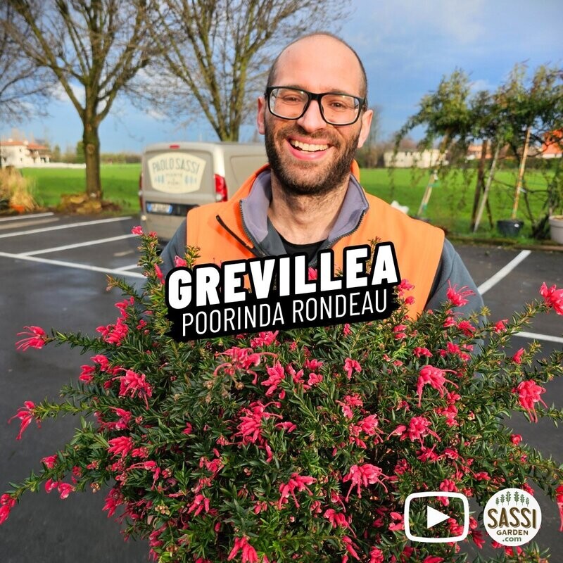 Grevillea &#39;Poorinda Rondeau&#39; - vaso Ø24 cm