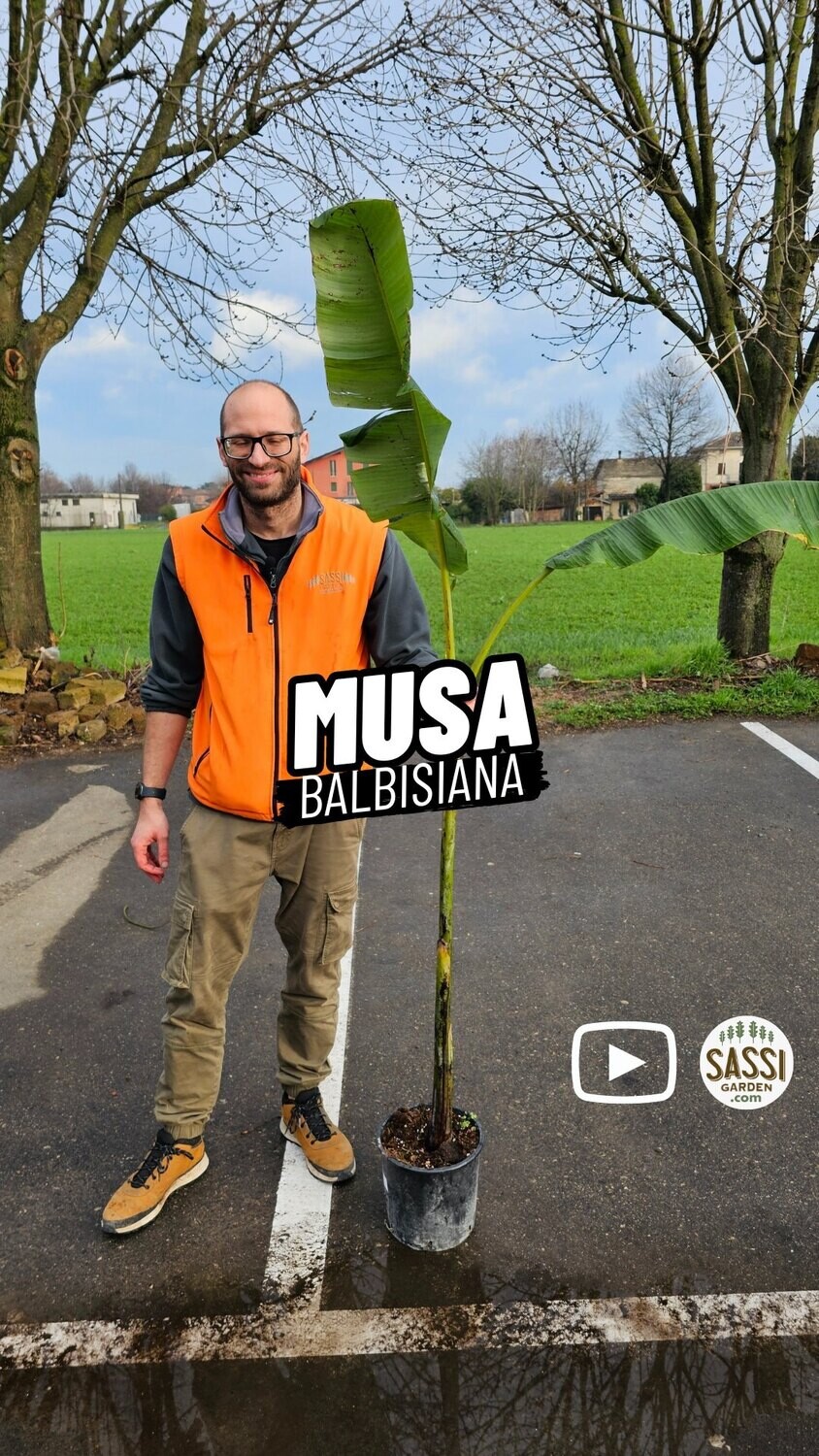 Musa balbisiana, Banano selvatico, Banana - vaso Ø22 cm, h 180 cm