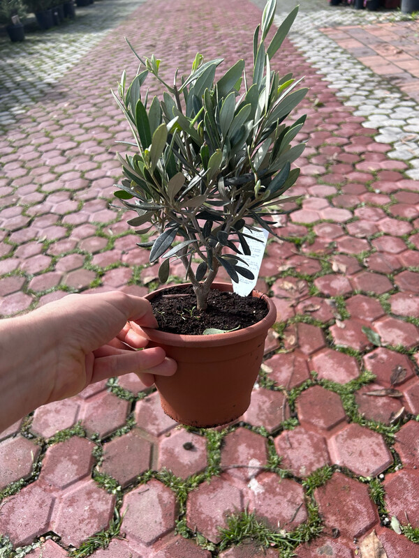 Olivo, Ulivo. Ulivetto, Olea europaea -vaso Ø15 cm