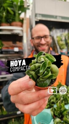 Hoya Carnosa Compacta, Hindu Rope, Fiore di Cera - vaso Ø6 cm