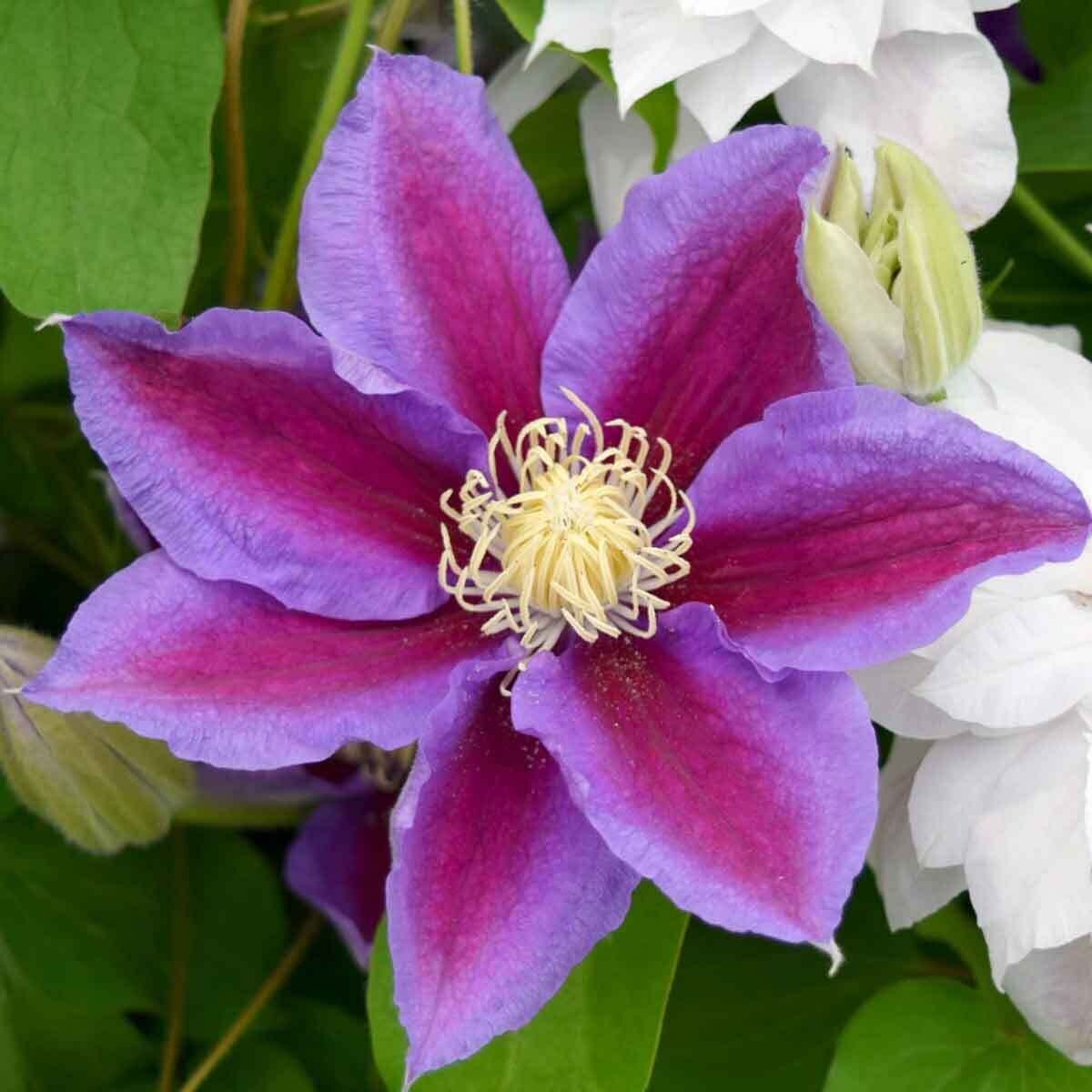 Clematis &#39;Barbara Jackman&#39;, Clematide - vaso Ø17 cm, h 75 cm