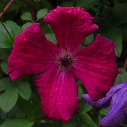 Clematide, Clematis viticella &#39;Rubra&#39; - vaso Ø17 cm, h 75 cm