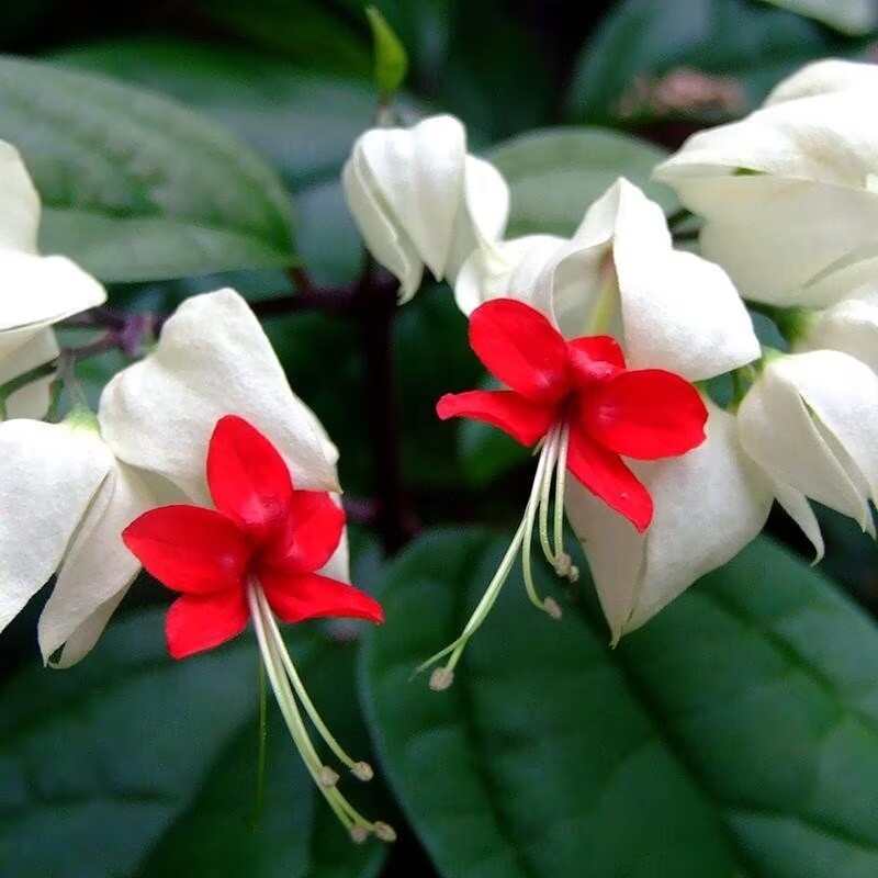 Clerodendro, Clerodendrum thomsoniae - vaso Ø21 cm