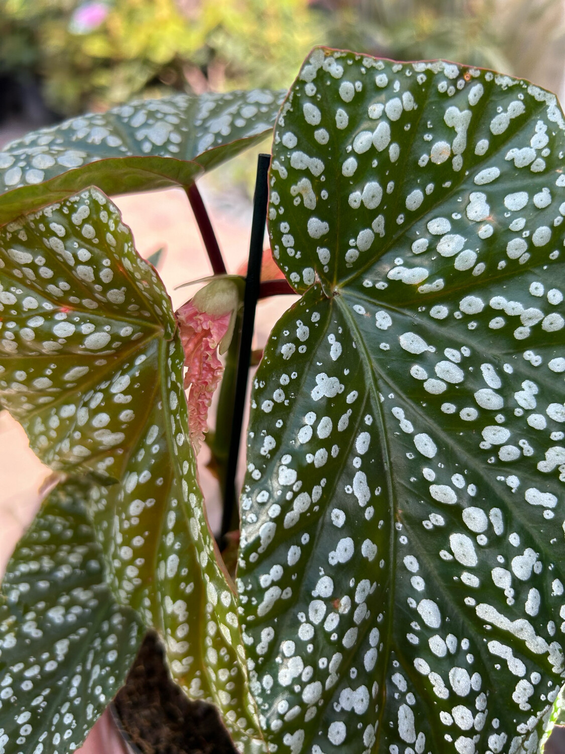 Begonia Albopicta - vaso Ø12 cm