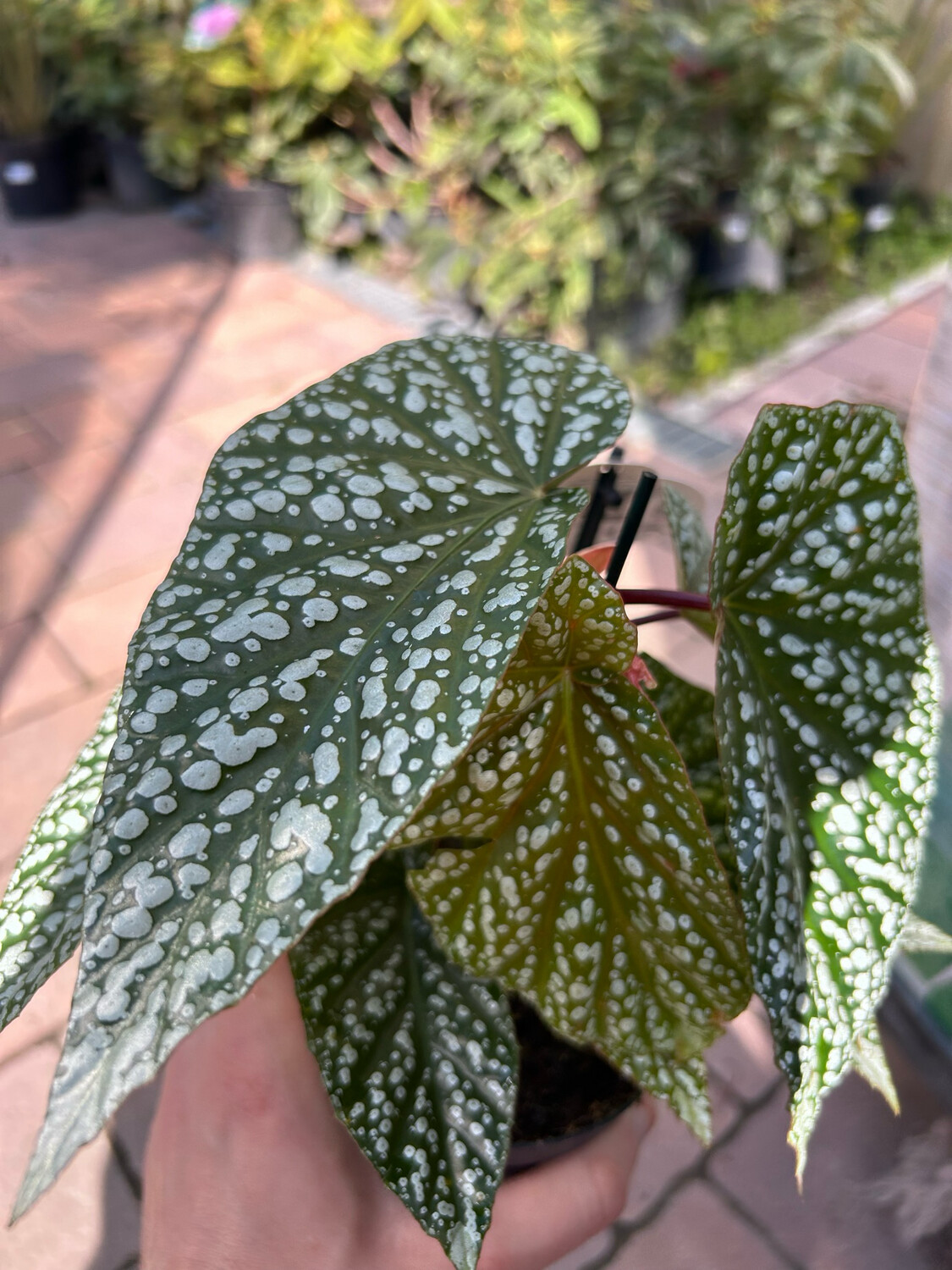 Begonia Albopicta - vaso Ø12 cm