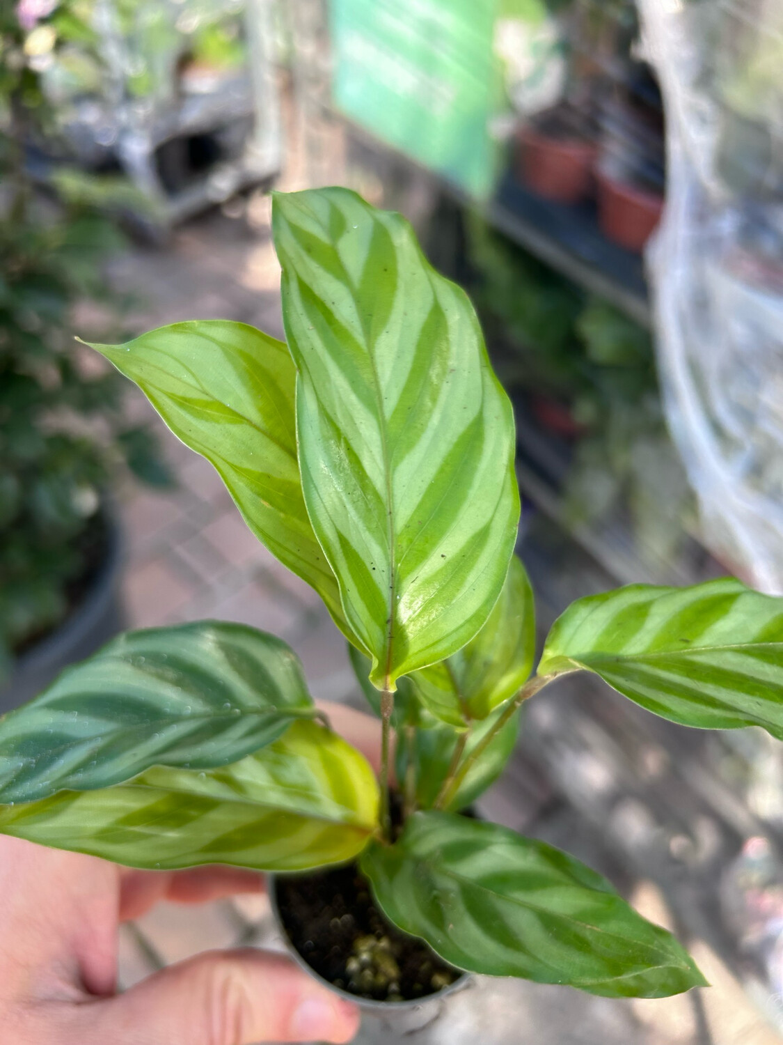 Calathea &#39;Freddie&#39; - vaso Ø6 cm
