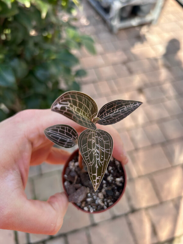 Macodes petola roxburghii, Orchidea gioiello - vaso Ø6 cm