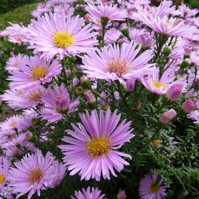 Aster Domusus 