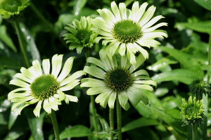 Echinacea Purpurea &#39;Green jewel&#39; - vaso Ø18 cm