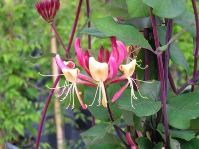 Lonicera periclymenum 'Serotina' - Caprifoglio v17 h 60 cm Lonicera periclymenum 'Serotina' - Caprifoglio v17 h 60 cm