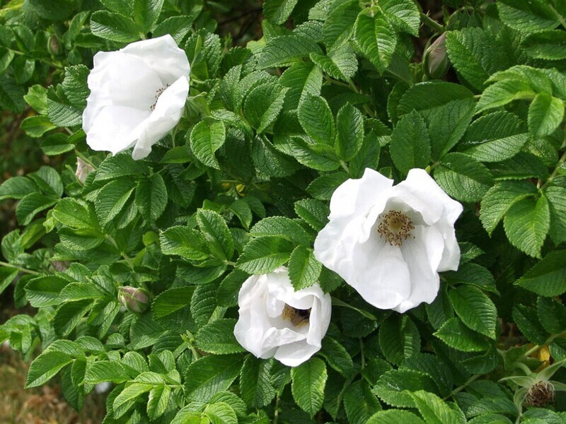 Rosa rugosa &#39;Alba&#39; - vaso Ø18 cm