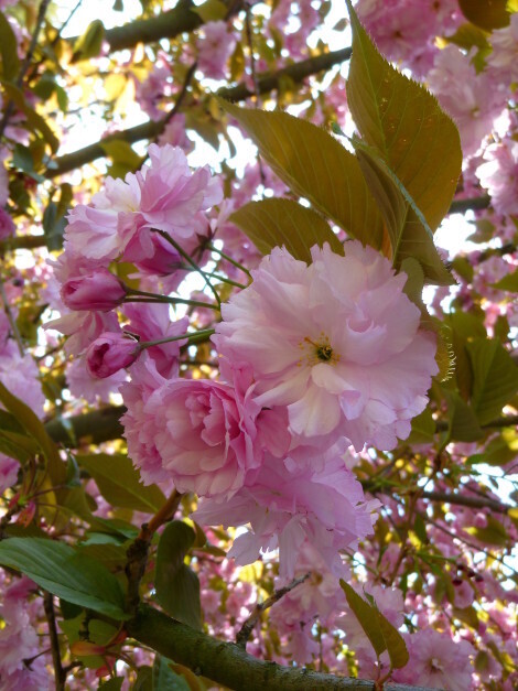 Prunus serrulata &#39;Kanzan&#39;, Ciliegio da fiore, Ciliegio giapponese - vaso Ø30 cm, h 130 cm (a cespuglio)