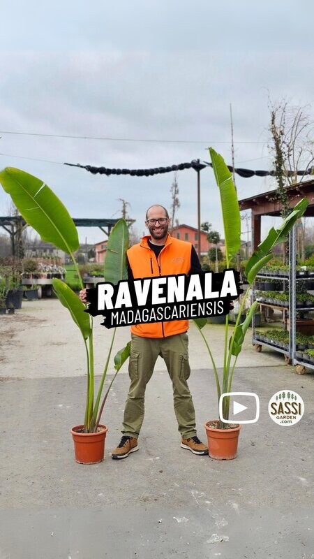 Ravenala Madagascariensis, Palma del viaggiatore, Albero del viaggiatore - vaso Ø25 cm, h 200-220 cm