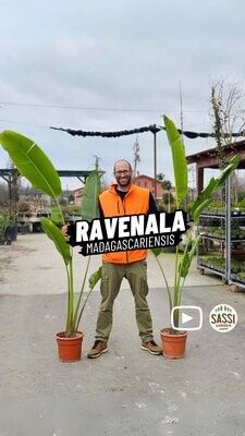 Ravenala Madagascariensis, Palma del viaggiatore, Albero del viaggiatore - vaso Ø25 cm, h 160 cm