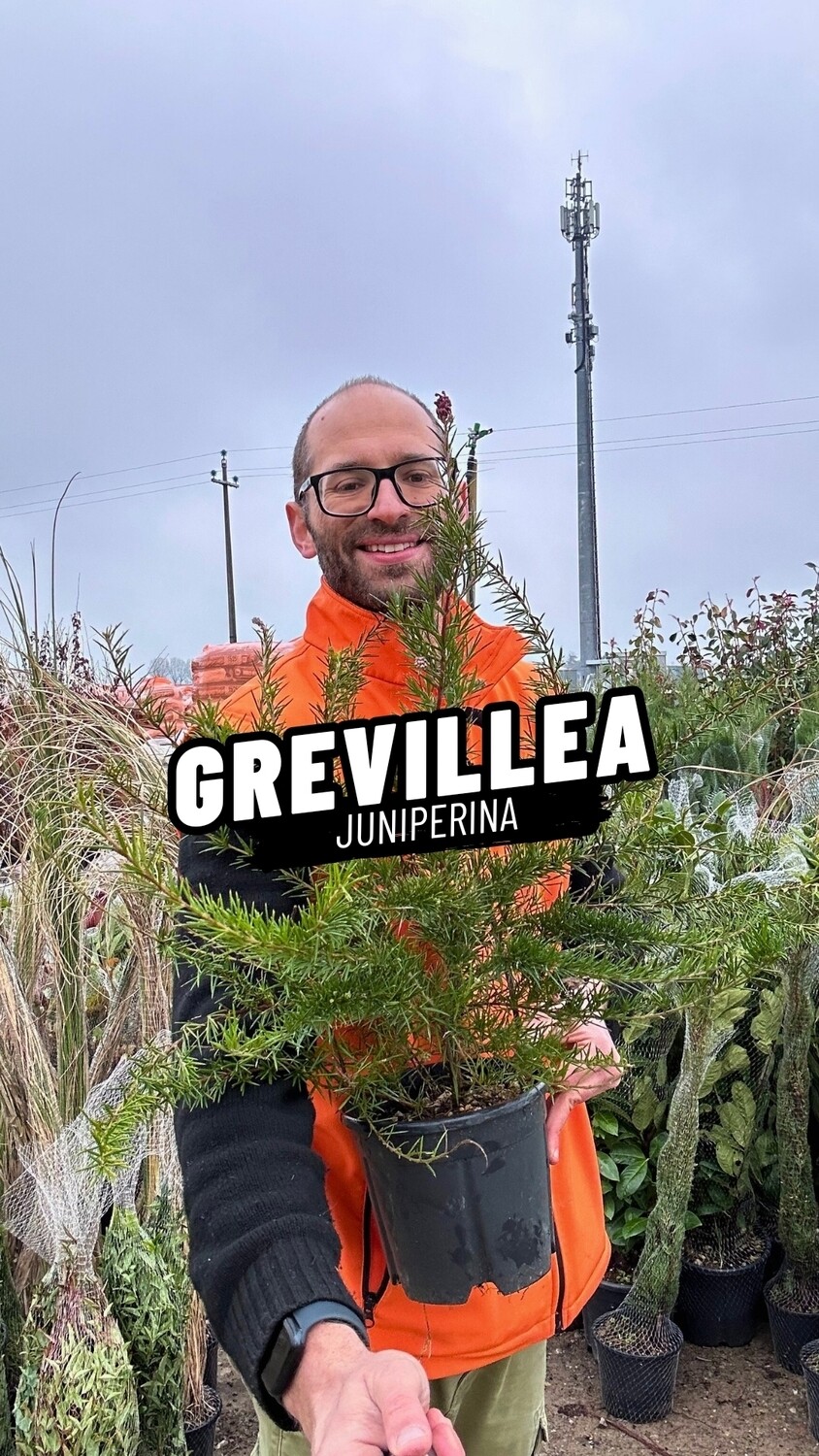 Grevillea Juniperina - vaso Ø24 cm