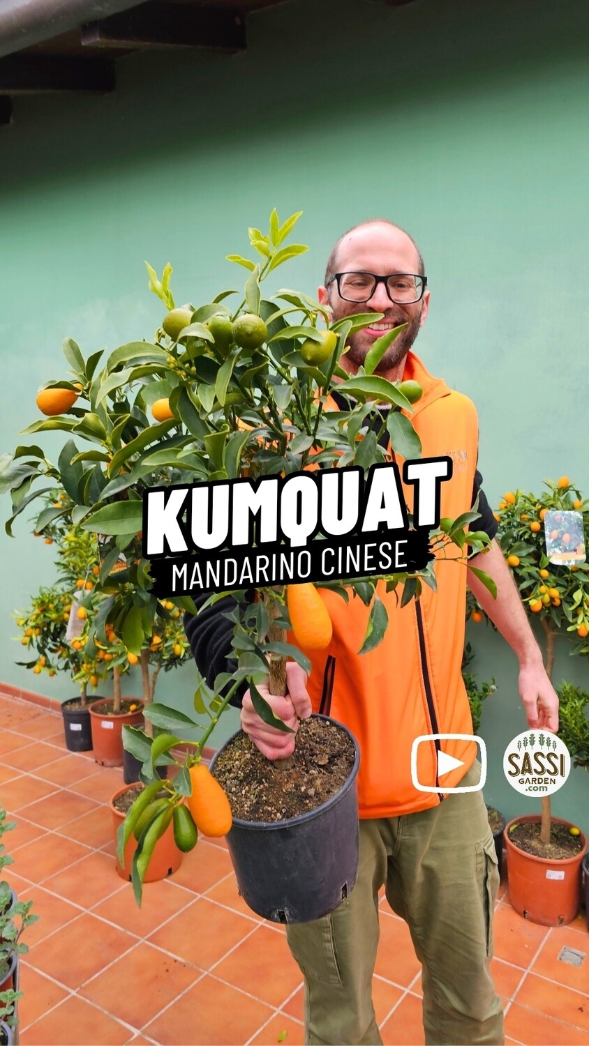 Kumquat, Mandarino Cinese, Fortunella Margarita - vaso Ø20 cm