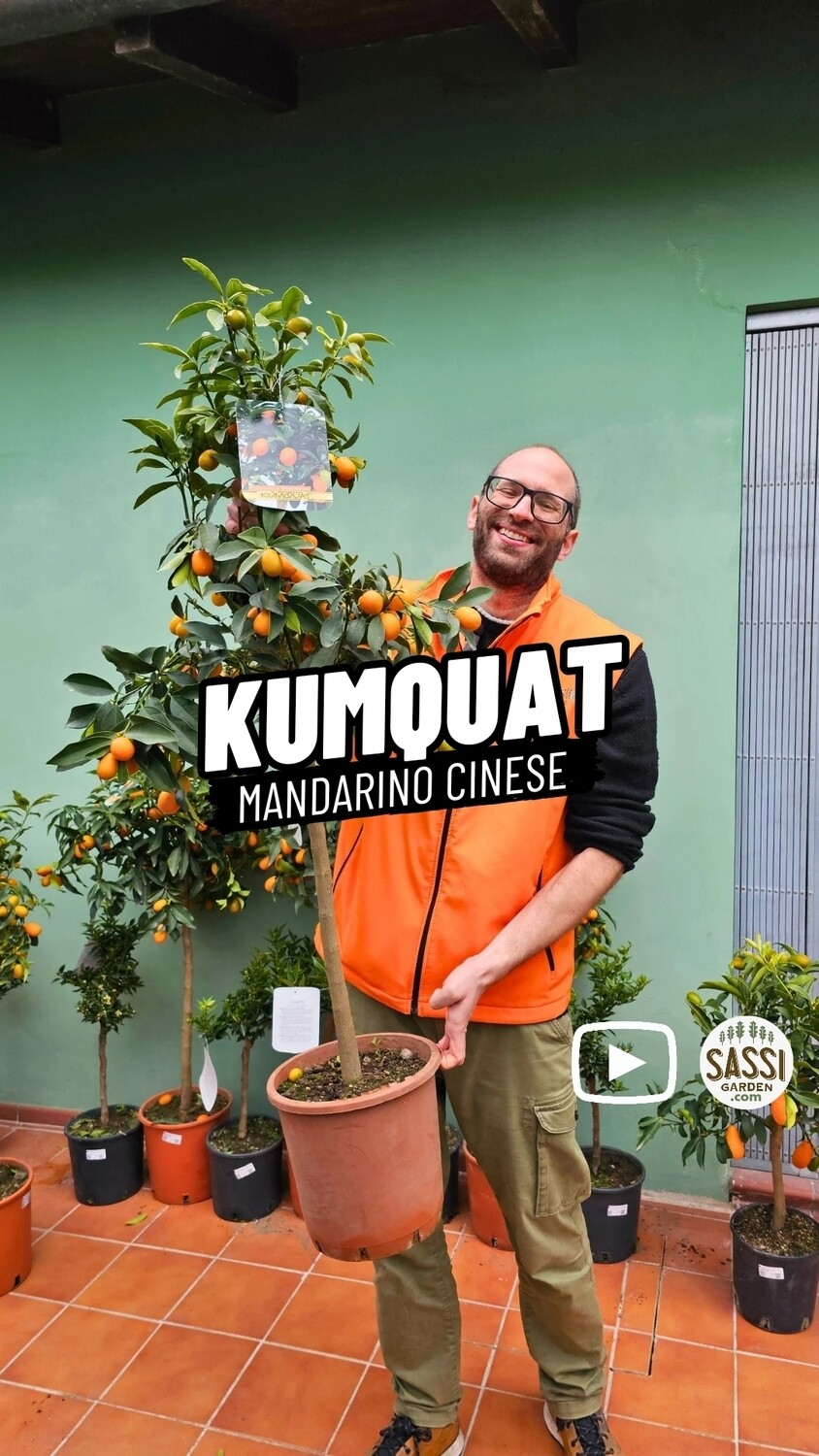 Kumquat, Mandarino Cinese, Fortunella Margarita - vaso Ø24 cm