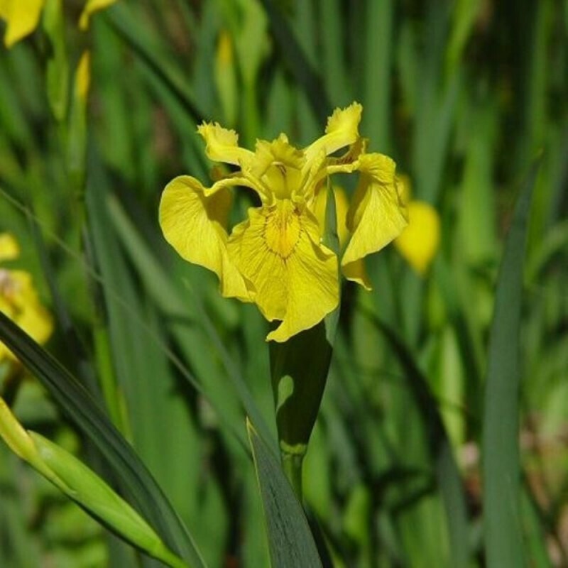 Iris pseudacorus, Giaggiolo acquatico - vaso Ø9 cm