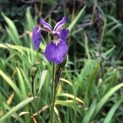 Iris setosa - vaso Ø9 cm
