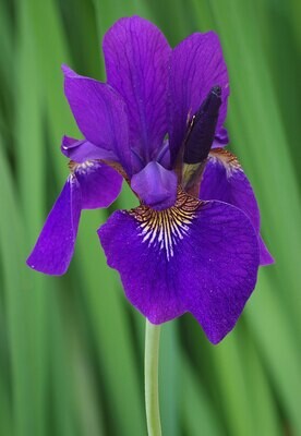 Iris sibirica - vaso Ø9 cm