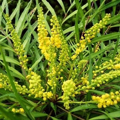 Mahonia &#39;Narihira&#39; - vaso Ø18 cm