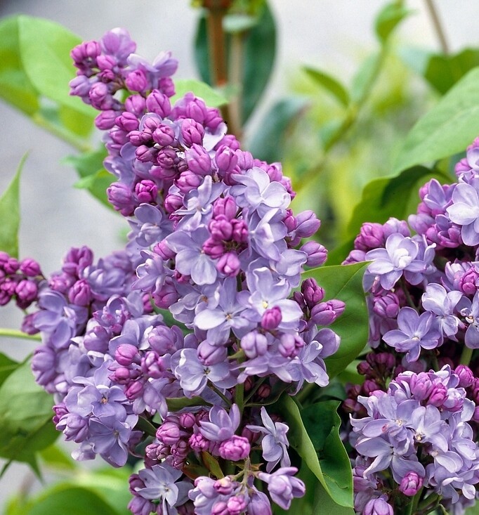 Serenella, Syringa vulgaris &#39;Nadezhda&#39;, Lillà comune - vaso Ø17 cm