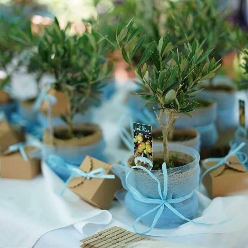 Ulivo, Olivo, Olea europaea, confezione bomboniera (personalizzabile)