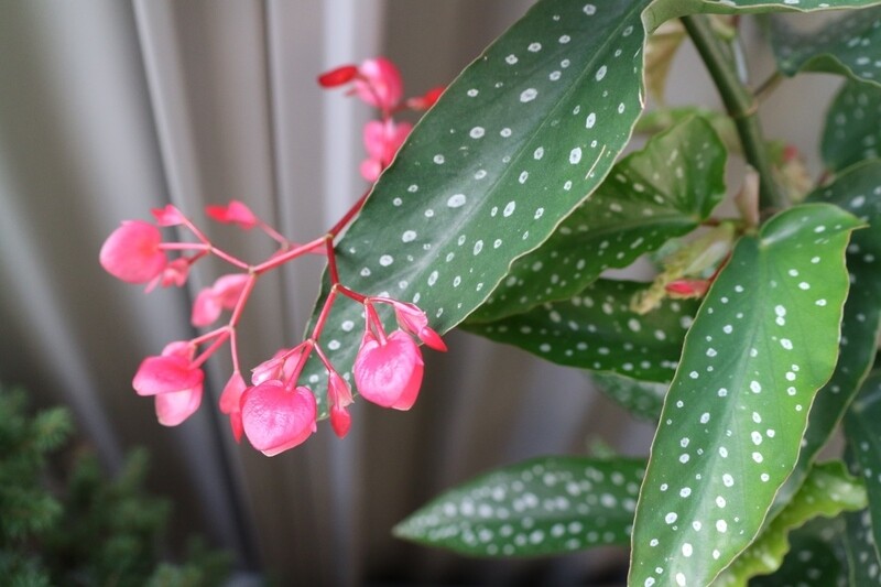 Begonia Maculata Silverspot, Begonia maculata &#39;Pseudolubbersii Silverspot&#39; - vaso Ø6 cm