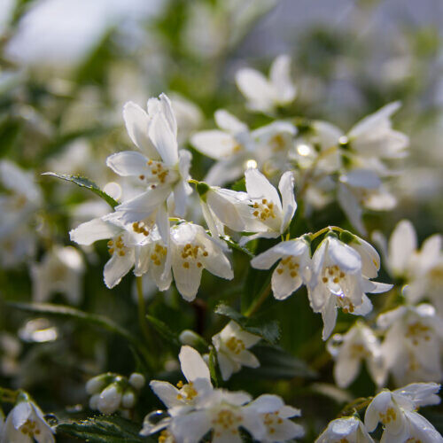 Deutzia gracilis &quot; Yuki Snowflake &quot; - vaso Ø 19 cm