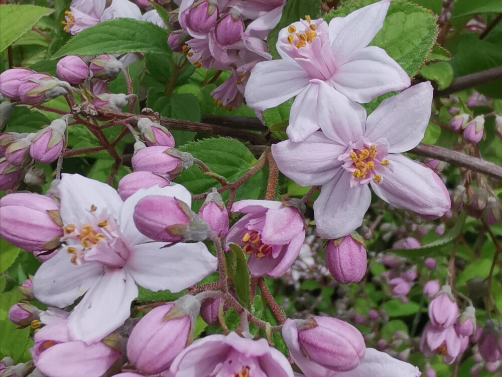 Deutzia hybrida &#39;Mont Rose&#39; - vaso Ø19 cm