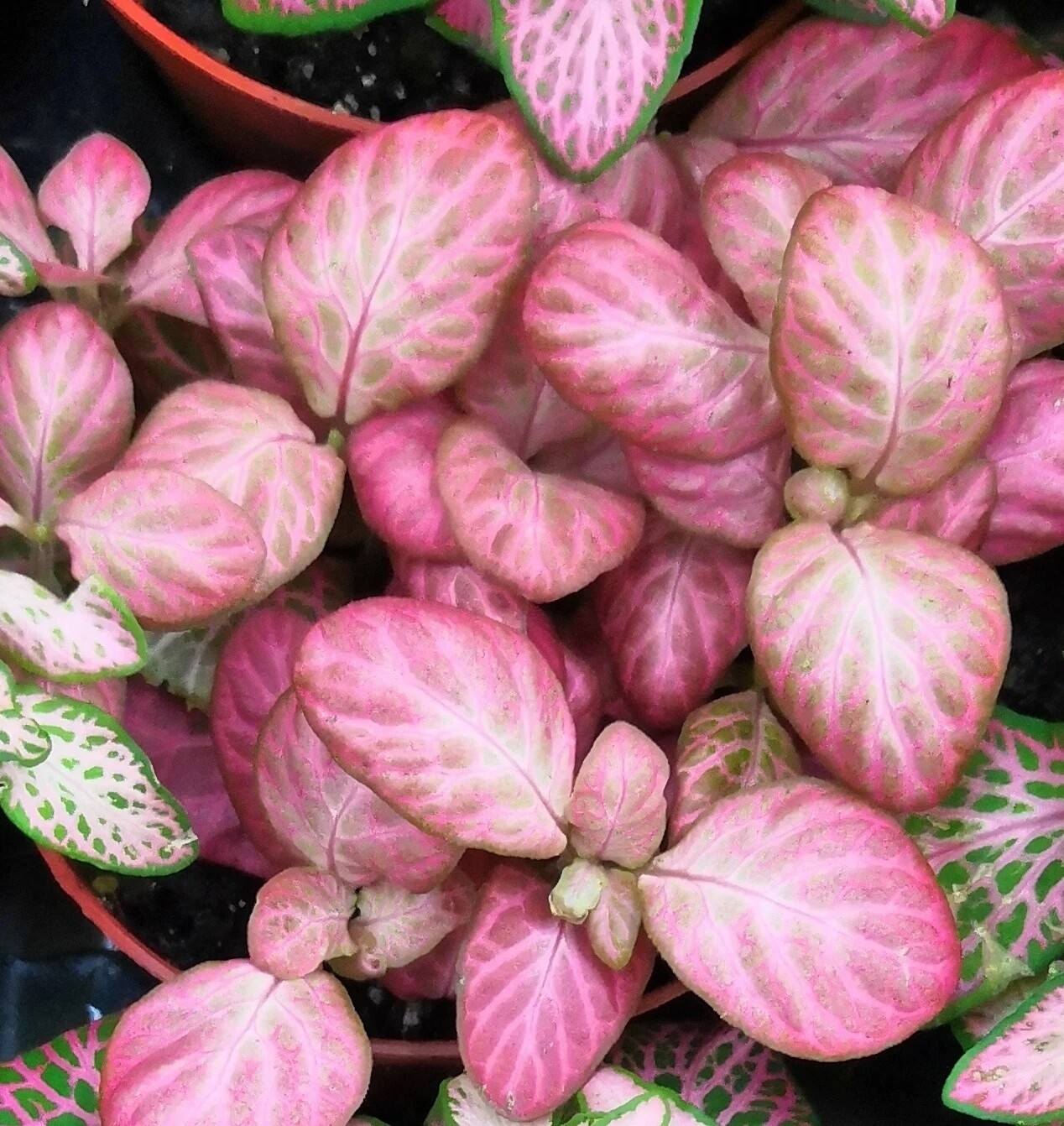 Fittonia &#39;pink special&#39; - vaso Ø8,5 cm