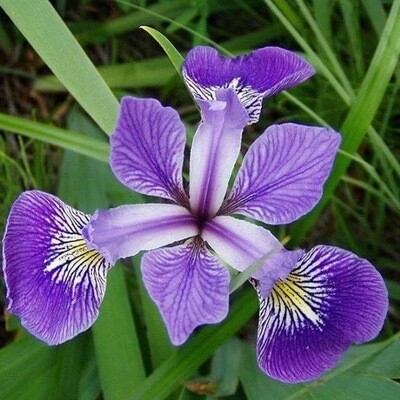 Iris versicolor - vaso Ø9 cm
