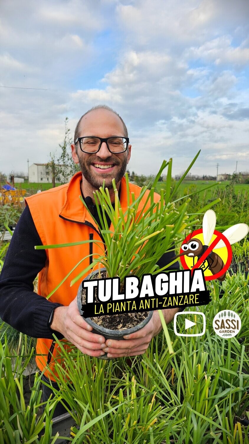 Tulbaghia violacea - vaso Ø10 cm