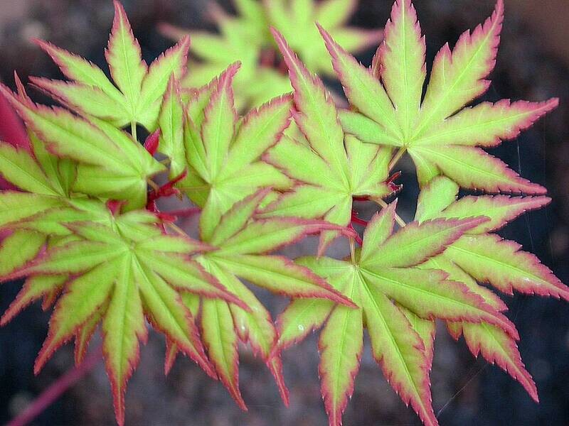 Acer palmatum 'Sango Kaku', Acero Giapponese Sangokaku - vaso Ø29cm, h 80 cm