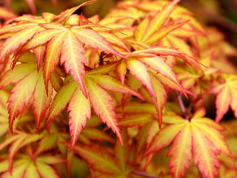 Acer palmatum &#39;Sango Kaku&#39;, Acero Giapponese Sangokaku - vaso Ø20 cm, h 80 cm