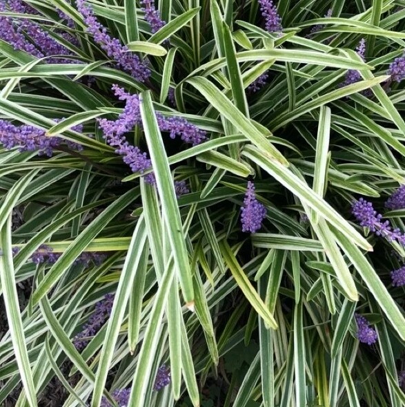 Liriope Muscari variegata - vaso Ø9 cm