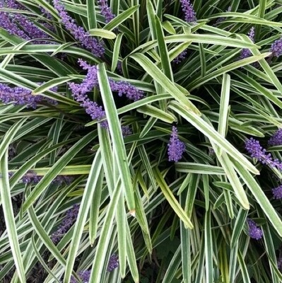 Liriope Muscari variegata - vaso Ø15 cm