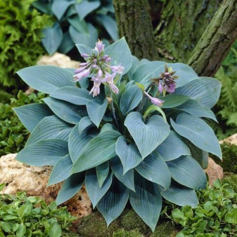 Hosta &#39;Alcyone&#39;, Halcyon - vaso 13 cm quadrato