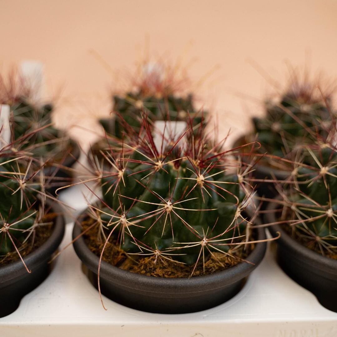 Hamatocactus hamatacanthus - Cactus ago di ferro - vaso Ø 14cm