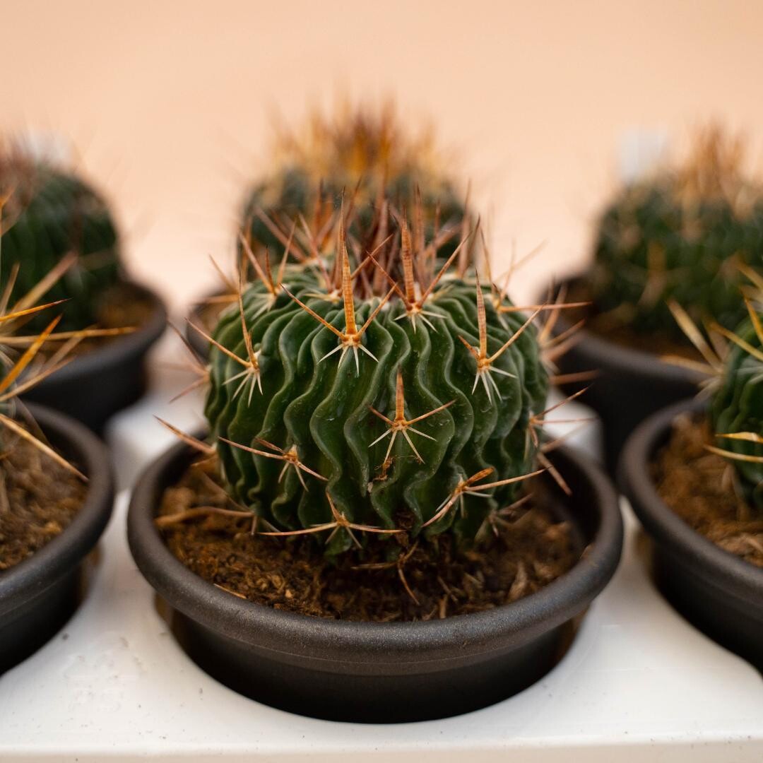 Echinofossulocactus multicostatum - vaso Ø14 cm