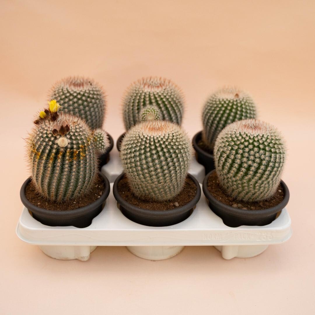 Notocactus scopa, Scopa di strega - vaso Ø14 cm