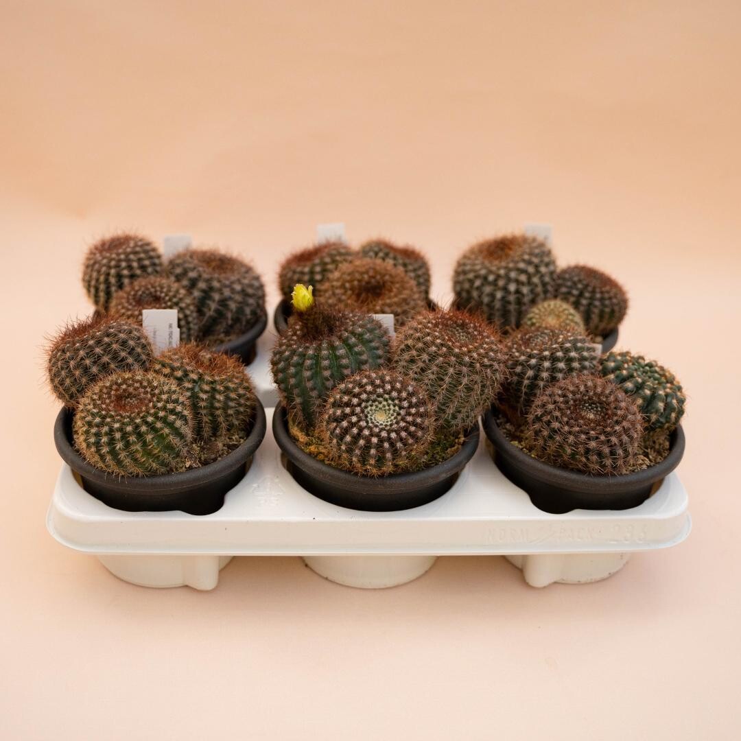 Notocactus concinnus - vaso Ø14 cm
