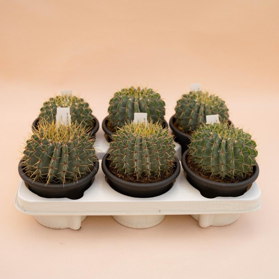 Notocactus buiningii - vaso Ø14 cm